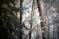 Winter Chill