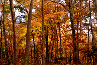 Autumn Moods