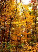 Autumn Moods 2018