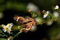 Wonders of Nature
